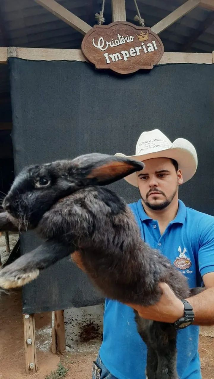 COELHO GIGANTE - MAIOR DO MUNDO - EMITIMOS NOTA FISCAL - Foto 4