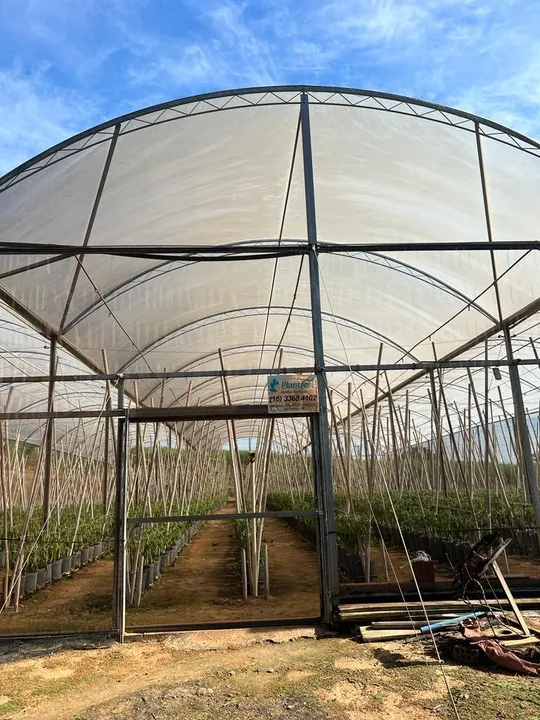 Estufa para produção agrícola - 24x44 - 1000 mts quadrados .