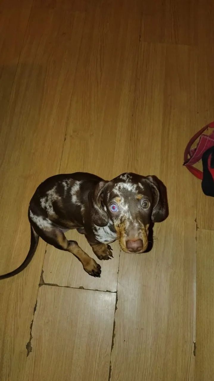Dachshund fêmea arlequim