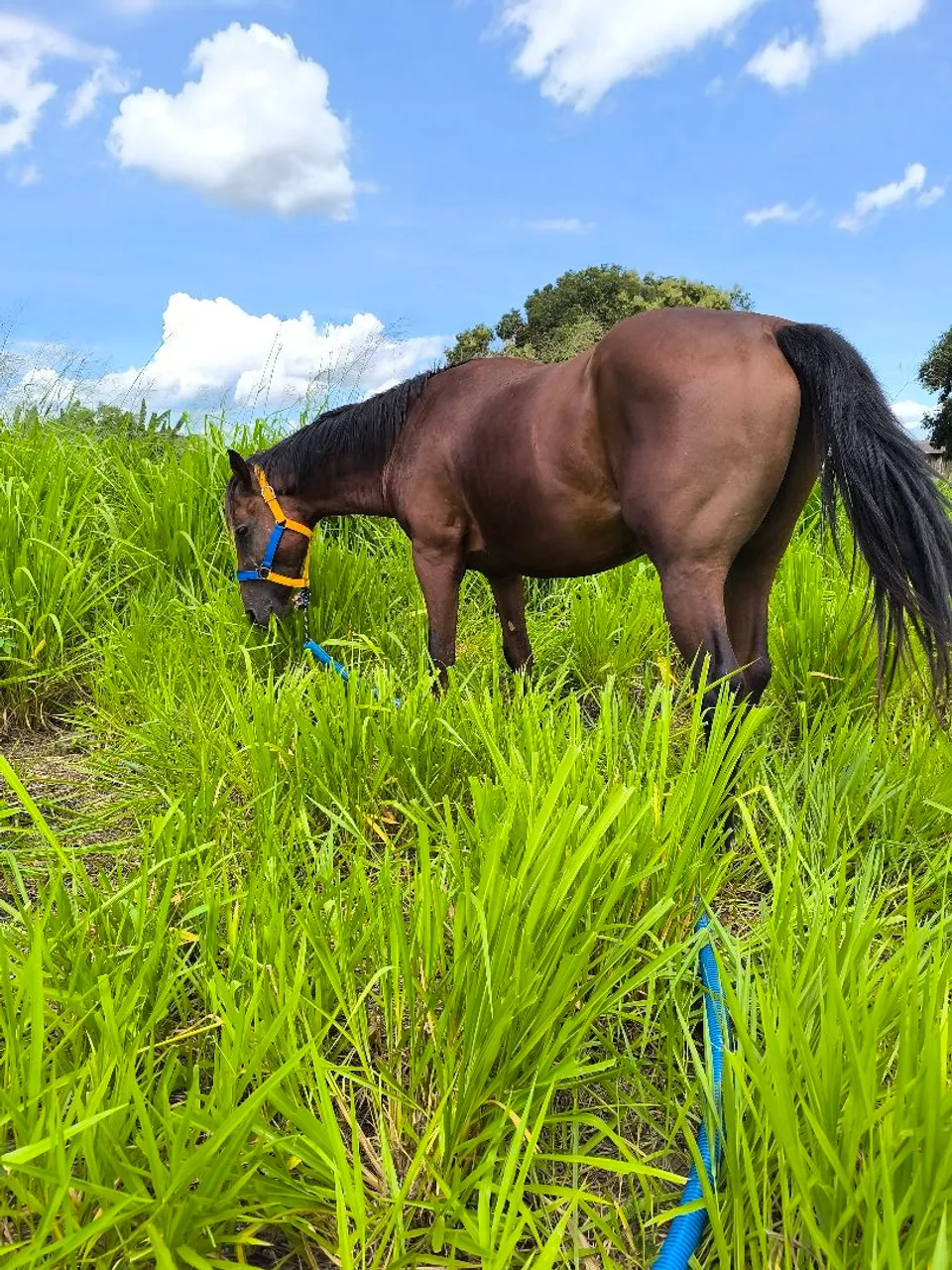Cavalo quarto de milha já domado
