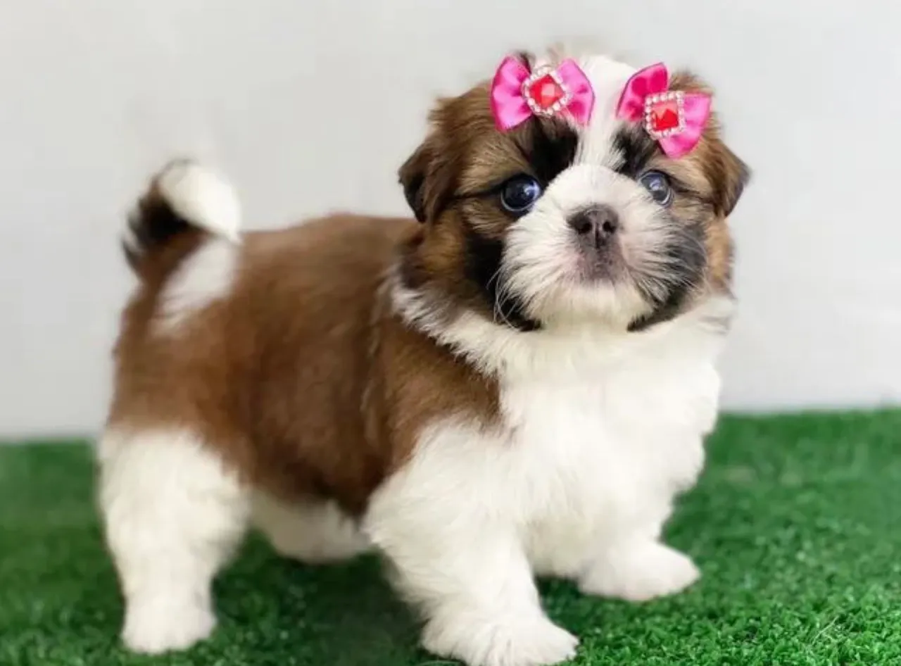 Filhote Shih Tzu mini macho e fêmeas super brincalhões