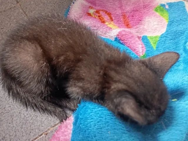 Adoção responsável! - Foto 5