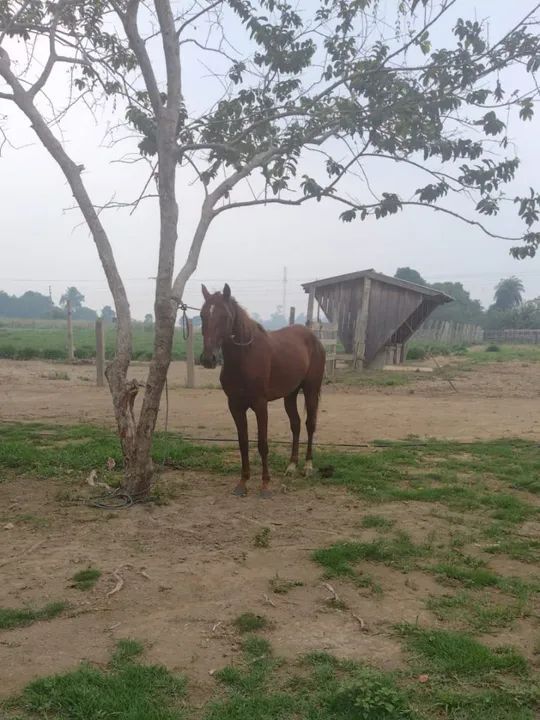 Cavalo quarto de milha/Manga Larga  - Foto 2