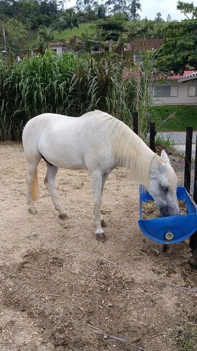 Cavalo marchador para venda  - Foto 4