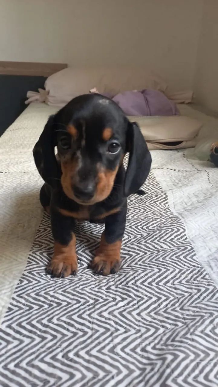 Filhote de Dachshund  macho(salsichinha)