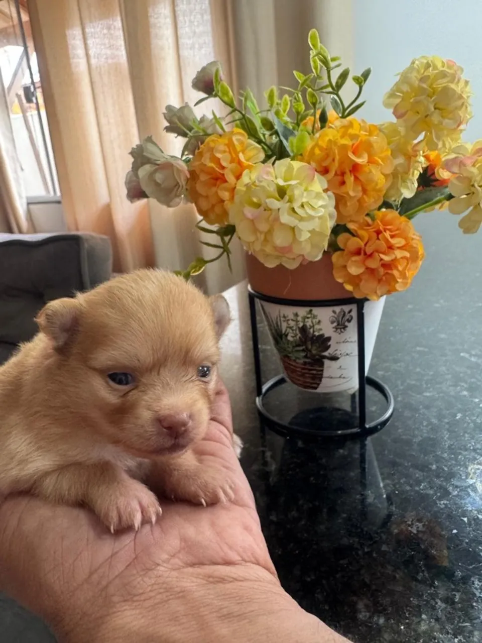 Lulu da pomerânia