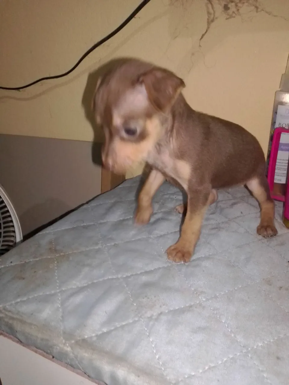 Filhote de Pinscher - Disponível