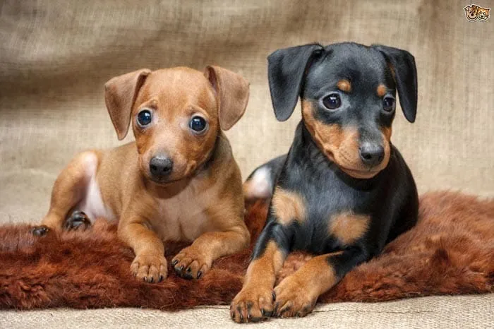Filhotes de Pinscher