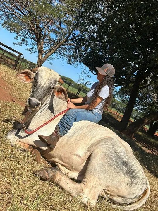 boi de cavalgada e criança andar  - Foto 2