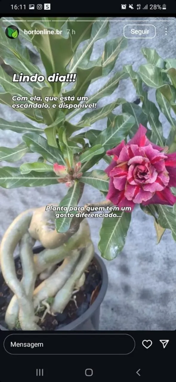 Rosa do deserto 6 anos, caudex super trabalhada e flor perfeita.