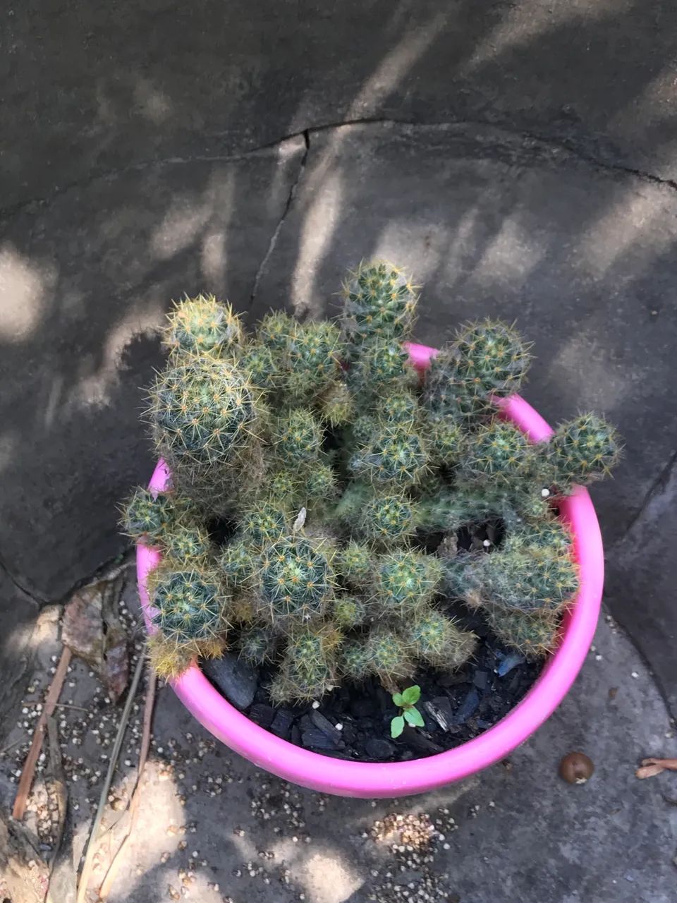 Plantas e jarros  - Foto 2