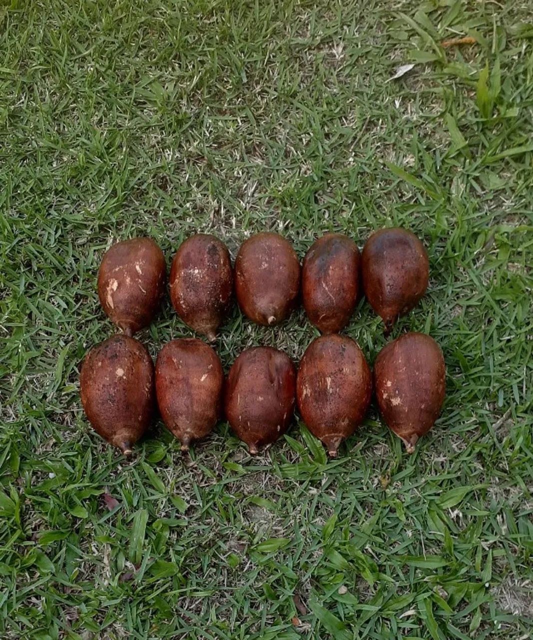 MUDA DE PALMEIRA BABAÇU - Foto 3