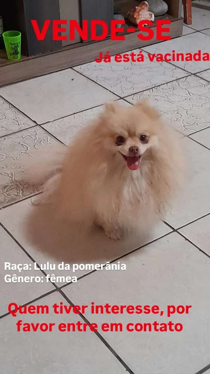 Lulu da Pomerânia Fêmea, Vacina em Dia