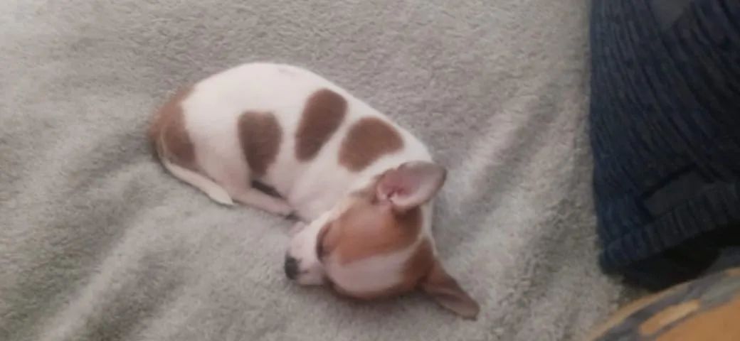 Chihuahua mine disponível  - Foto 3