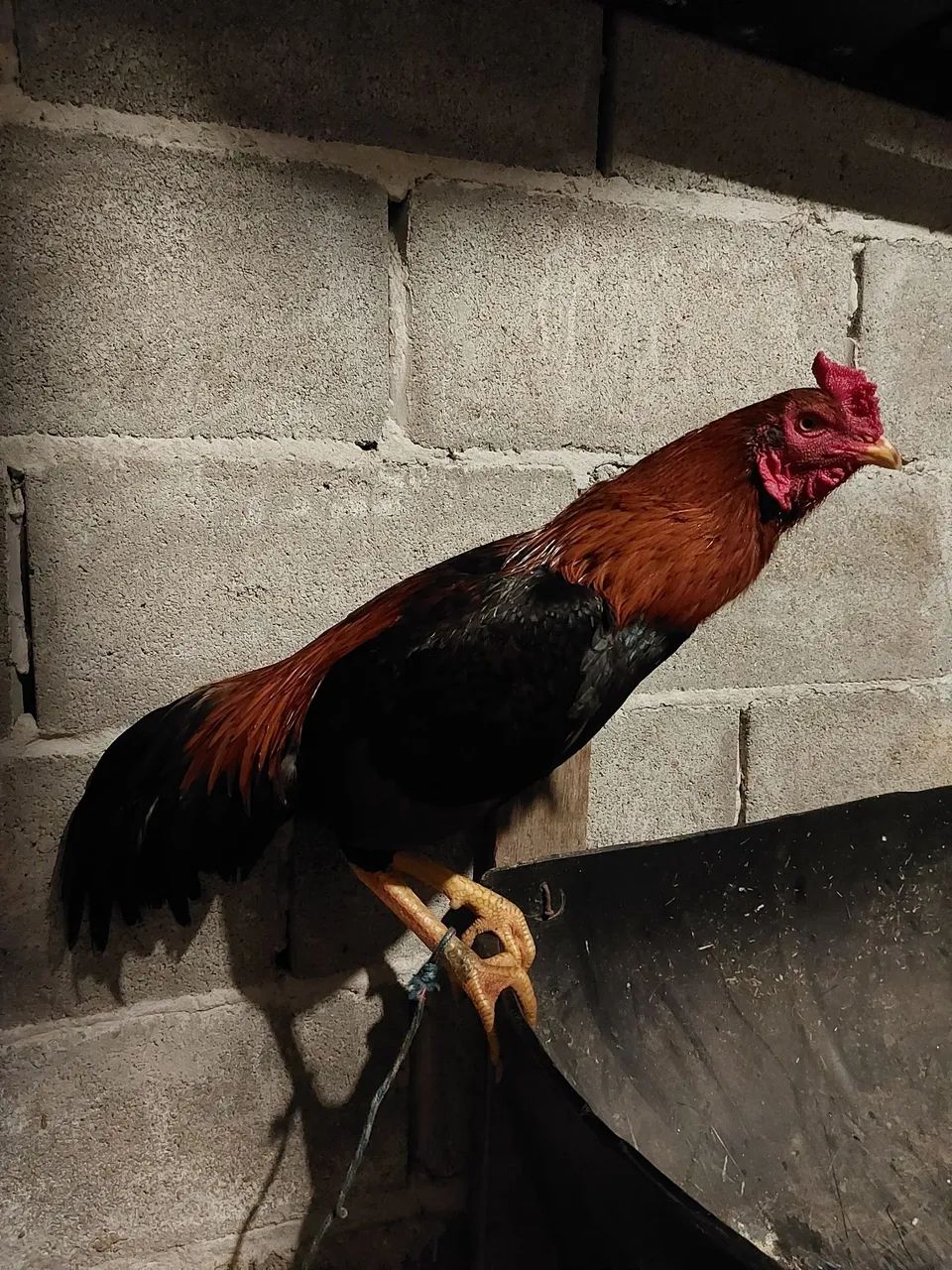 Frango inglês  - Foto 2