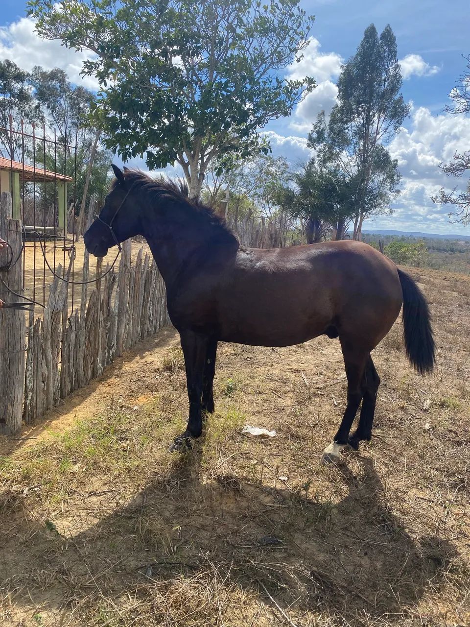 Cavalo caminhador 