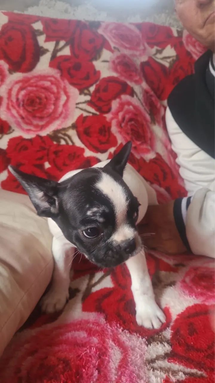 Buldogue francês  - Foto 2