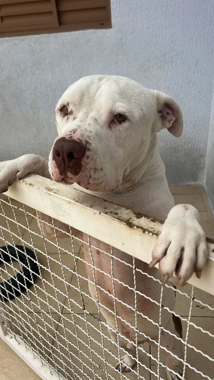 Doação pitbull macho  - Foto 2