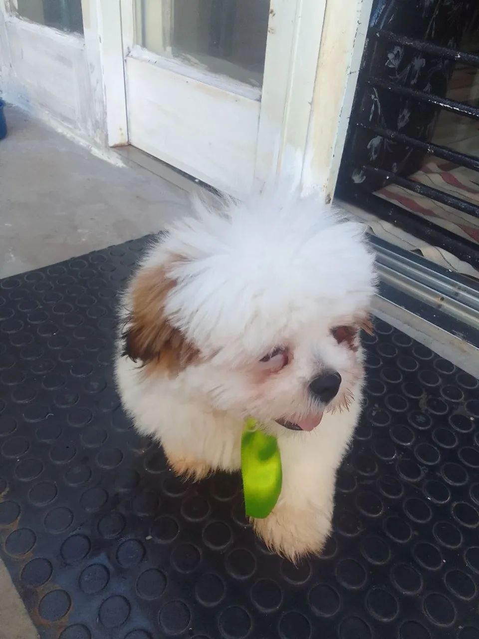 Shihtzu Macho  - Foto 2