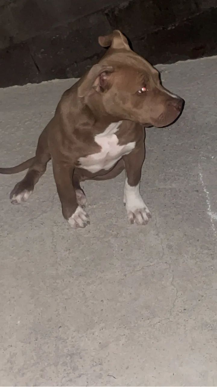 American bully  - Foto 2