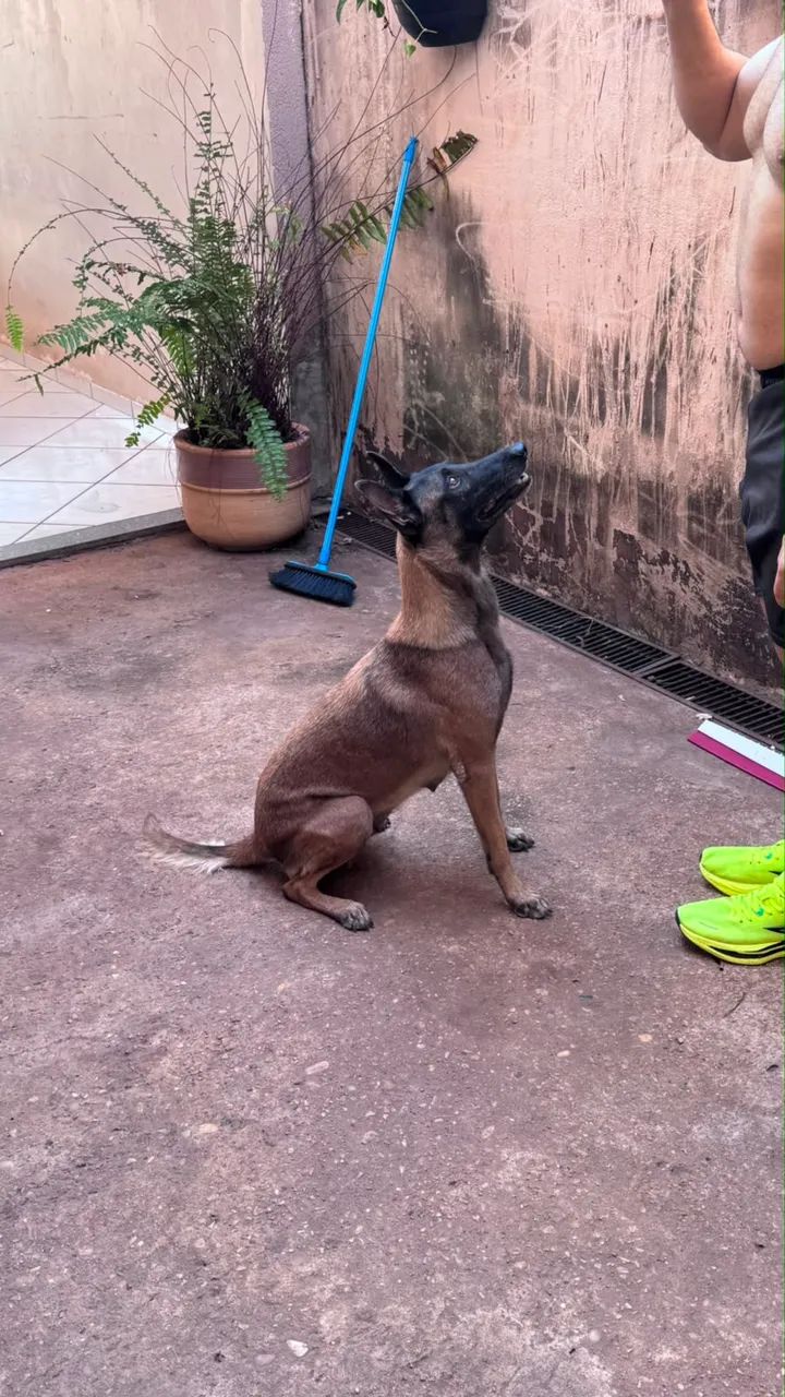 Filhote, pastor belga legítimo.