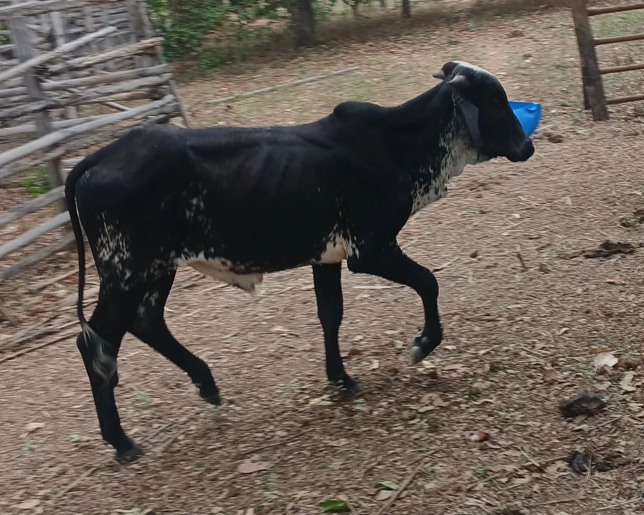 Boi de 1ano e 3 meses