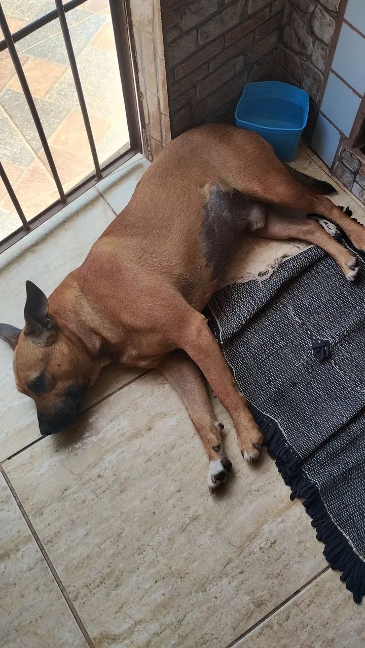 Doação responsável  - Foto 2