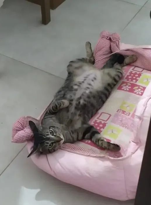 Gata tigrada para adoção  - Foto 2