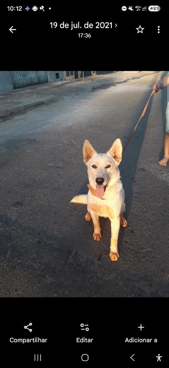Husk siberiano  - Foto 4