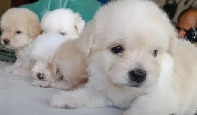 Poodle com maltês top