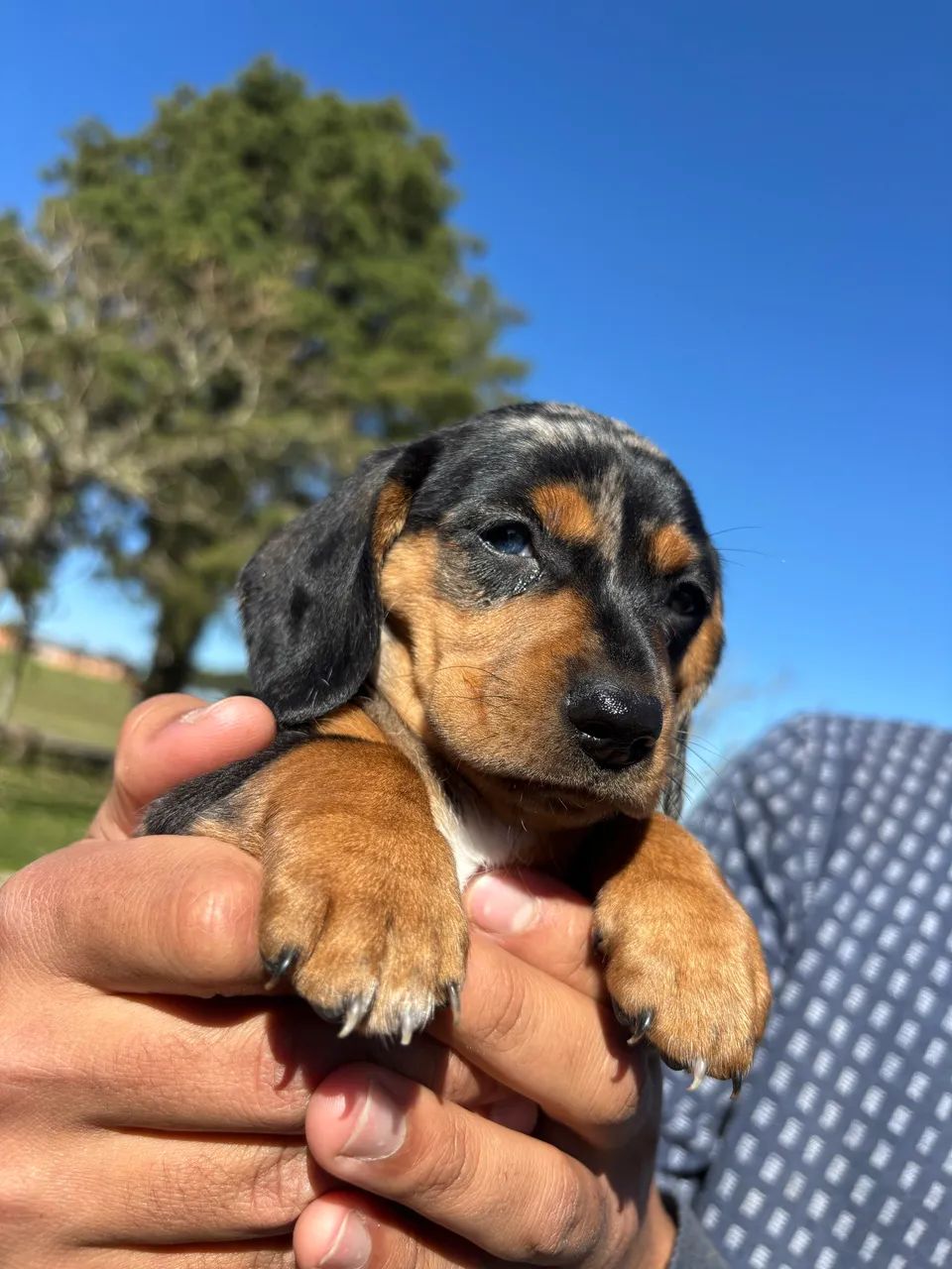 Dachshund  - Foto 2