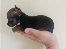Miudinho pinscher zerinho  - Foto 3