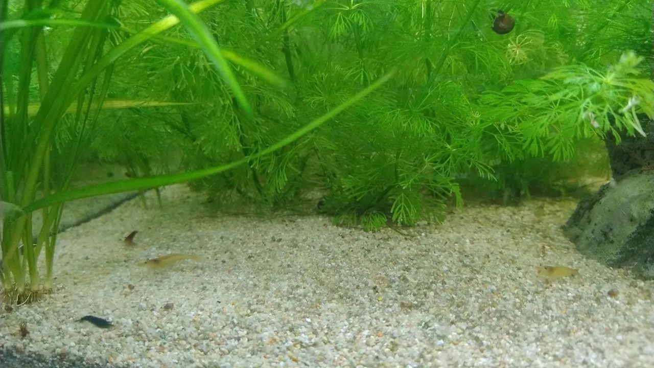 Aquários de camarões neocaridonas!!! - Foto 3