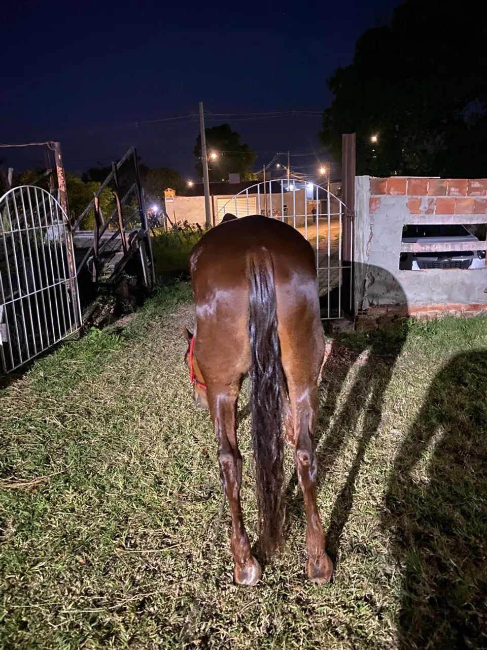 Cavalo quarto de milha  - Foto 3