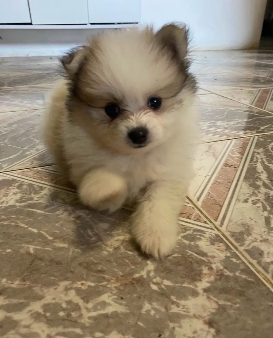 Spitz alemão micro 