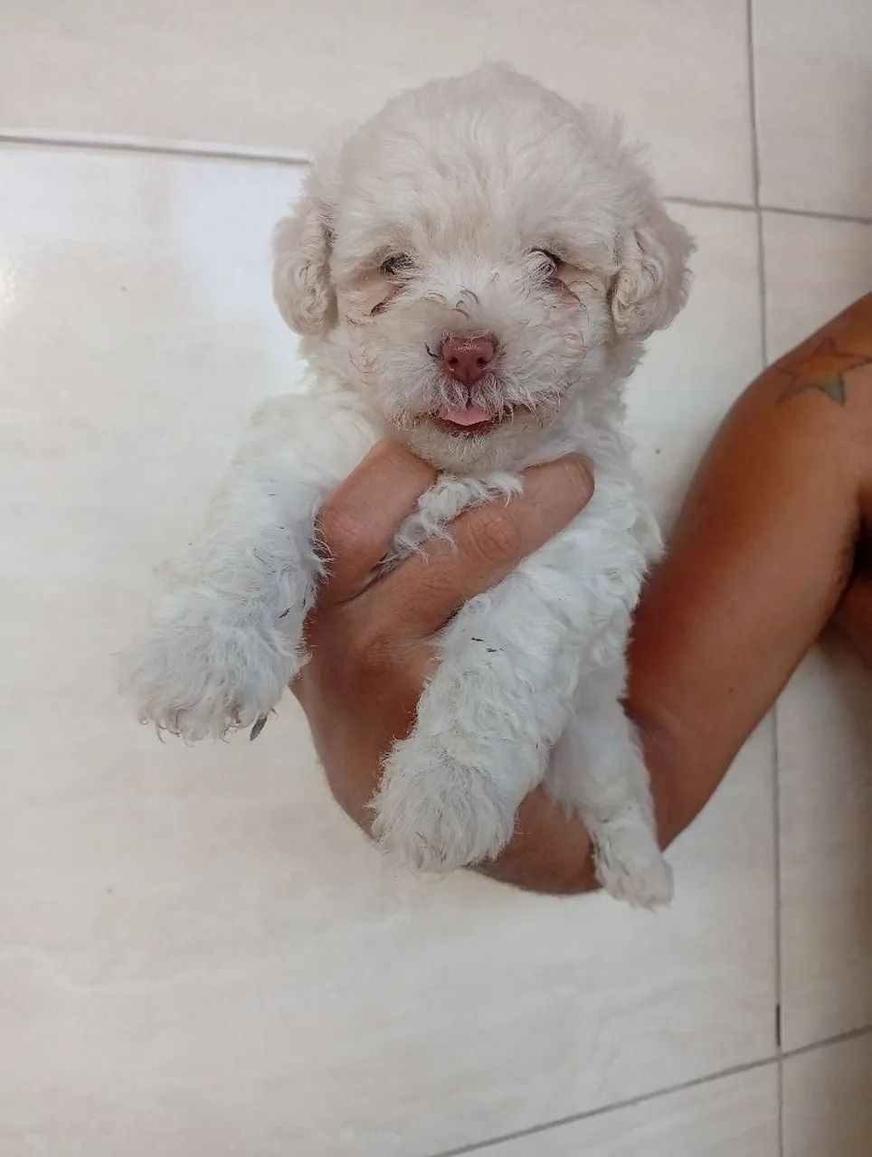 Poodle toy original machos