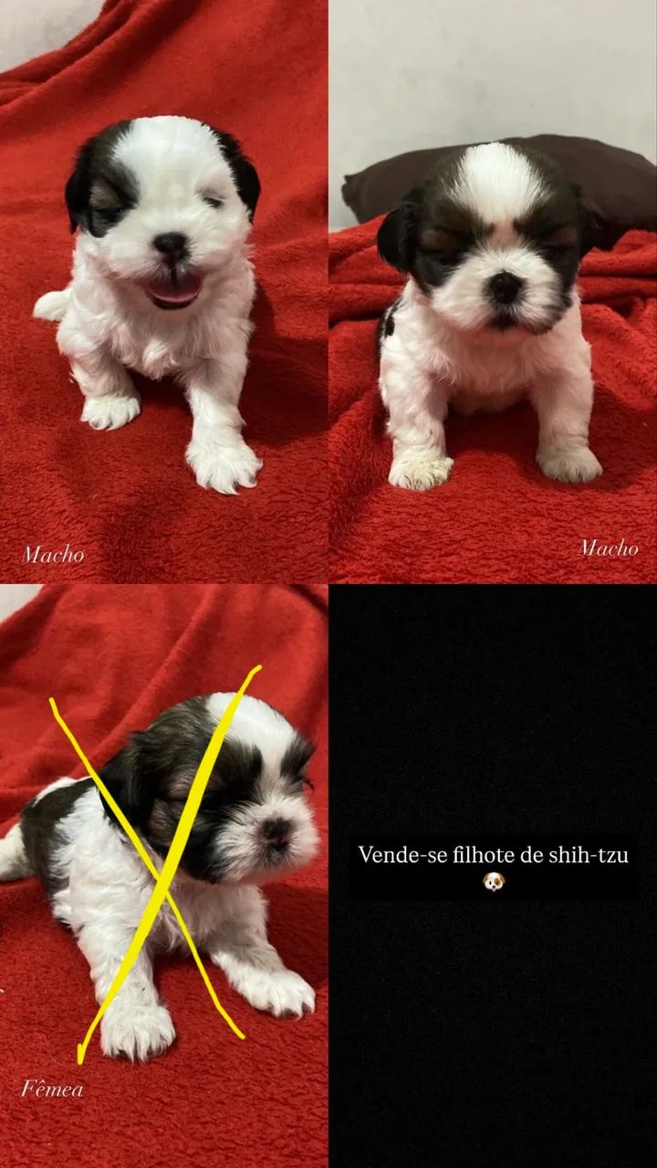 Venda de shitszu 