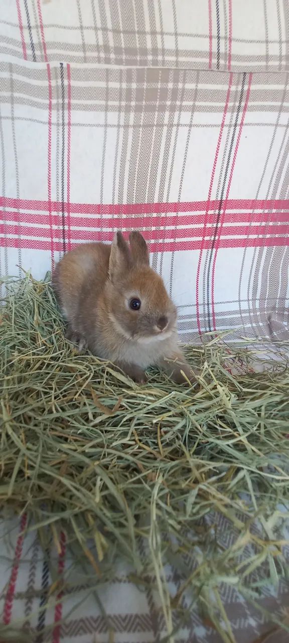 Netherland Dwarf 