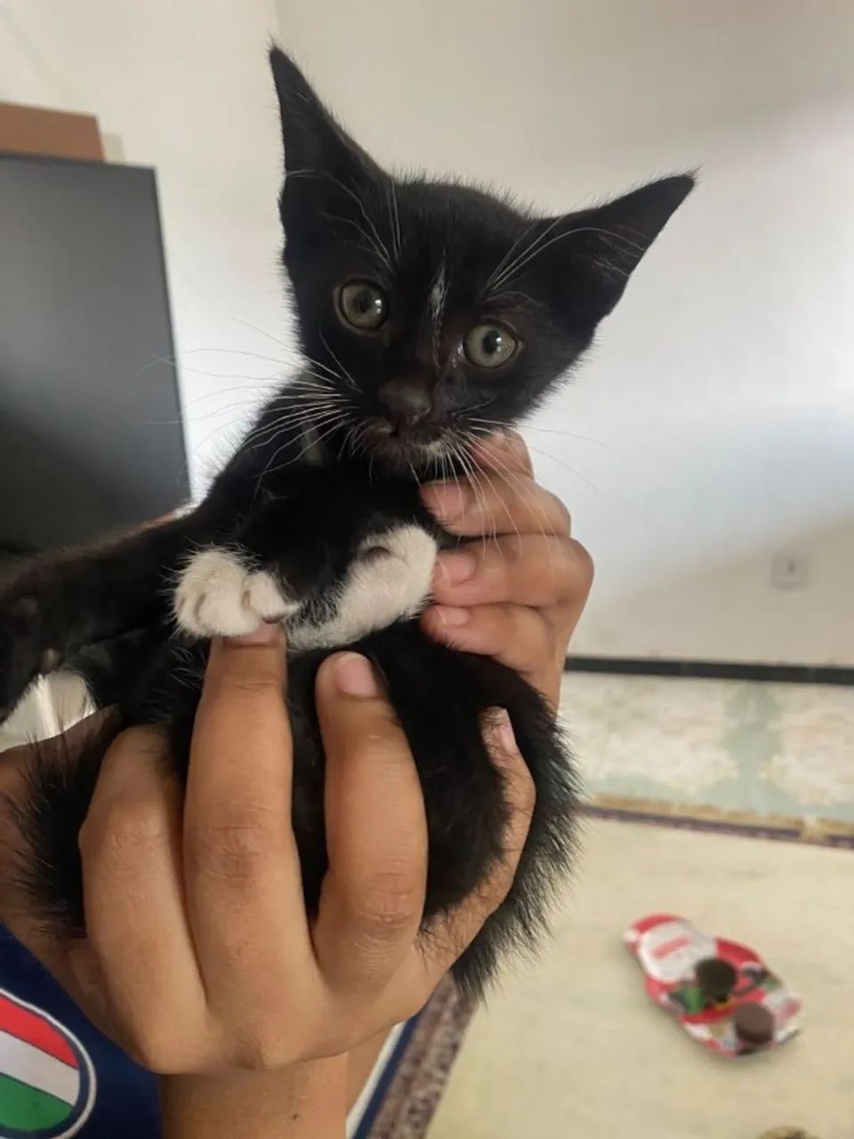 gato - Foto 2