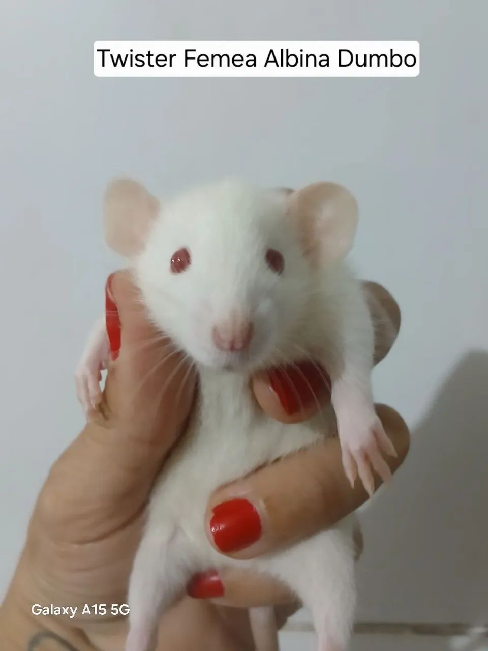 Rato Twister  - Foto 2