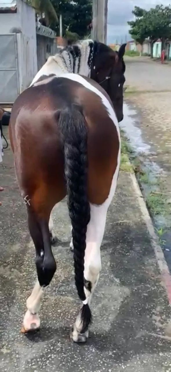 Cavalo registrado  - Foto 2