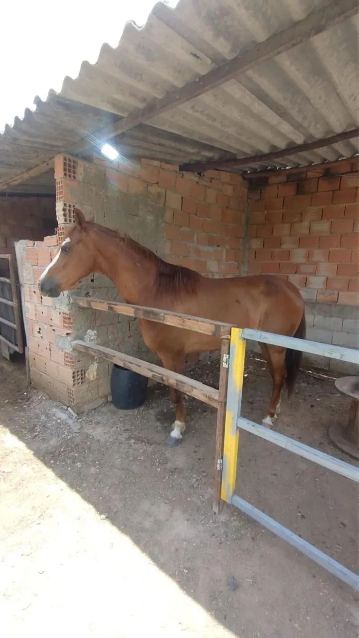 Cavalo manga larga paulista