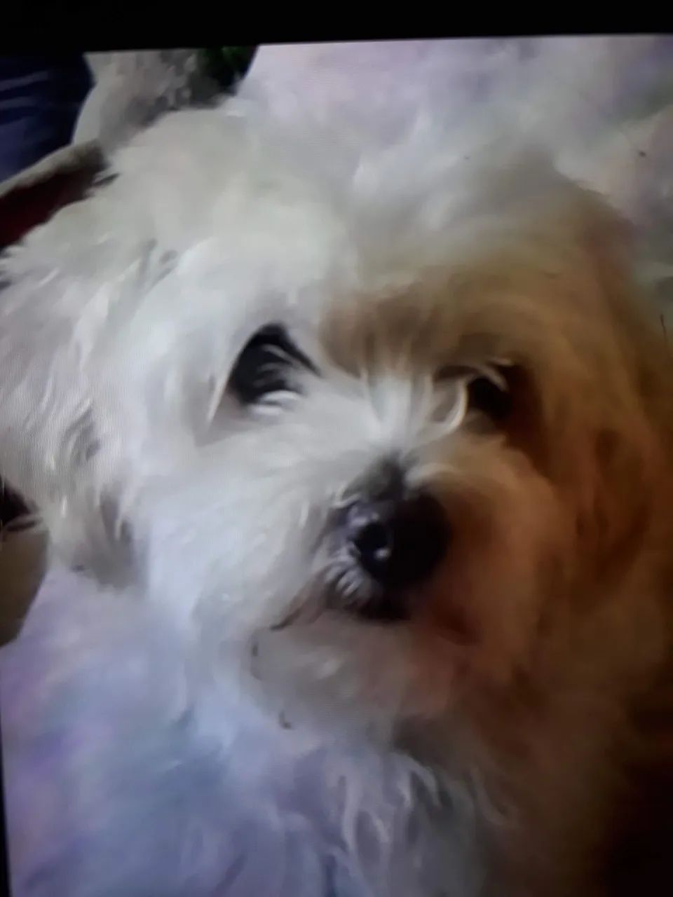 Venda de poodle  - Foto 2