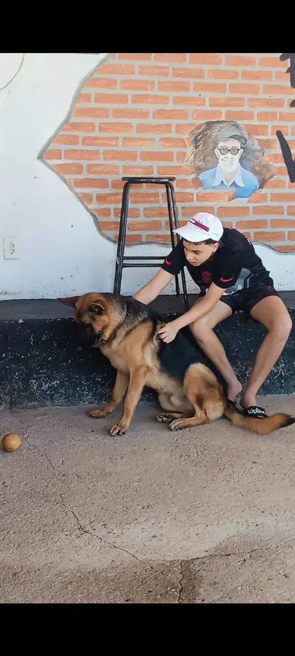 Pastor alemão com pedigree  - Foto 5