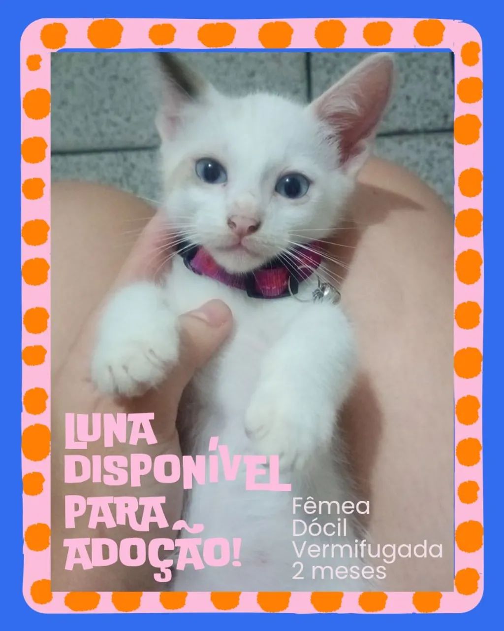 Adoção responsável 