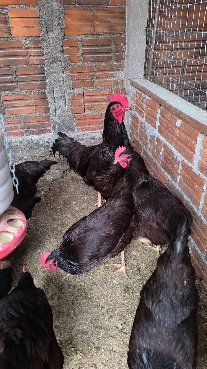 06 ovos galados de Rhode island red  - Foto 4