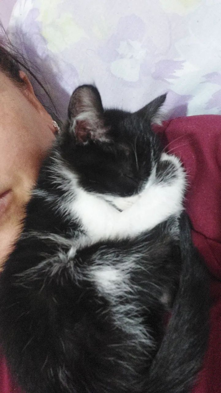 Estou doando esse gatinho  - Foto 2