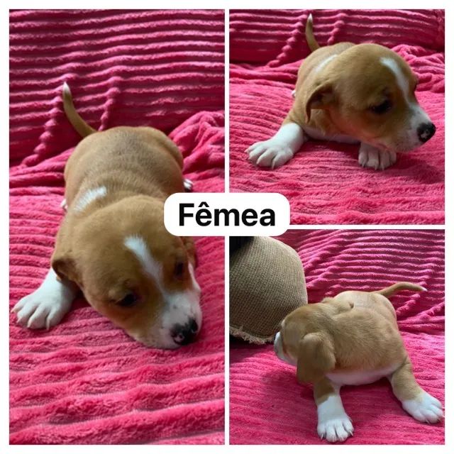 Filhotes American Terrier - Foto 3