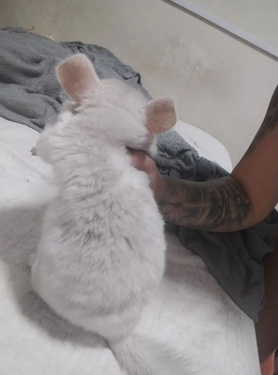 Chinchila 