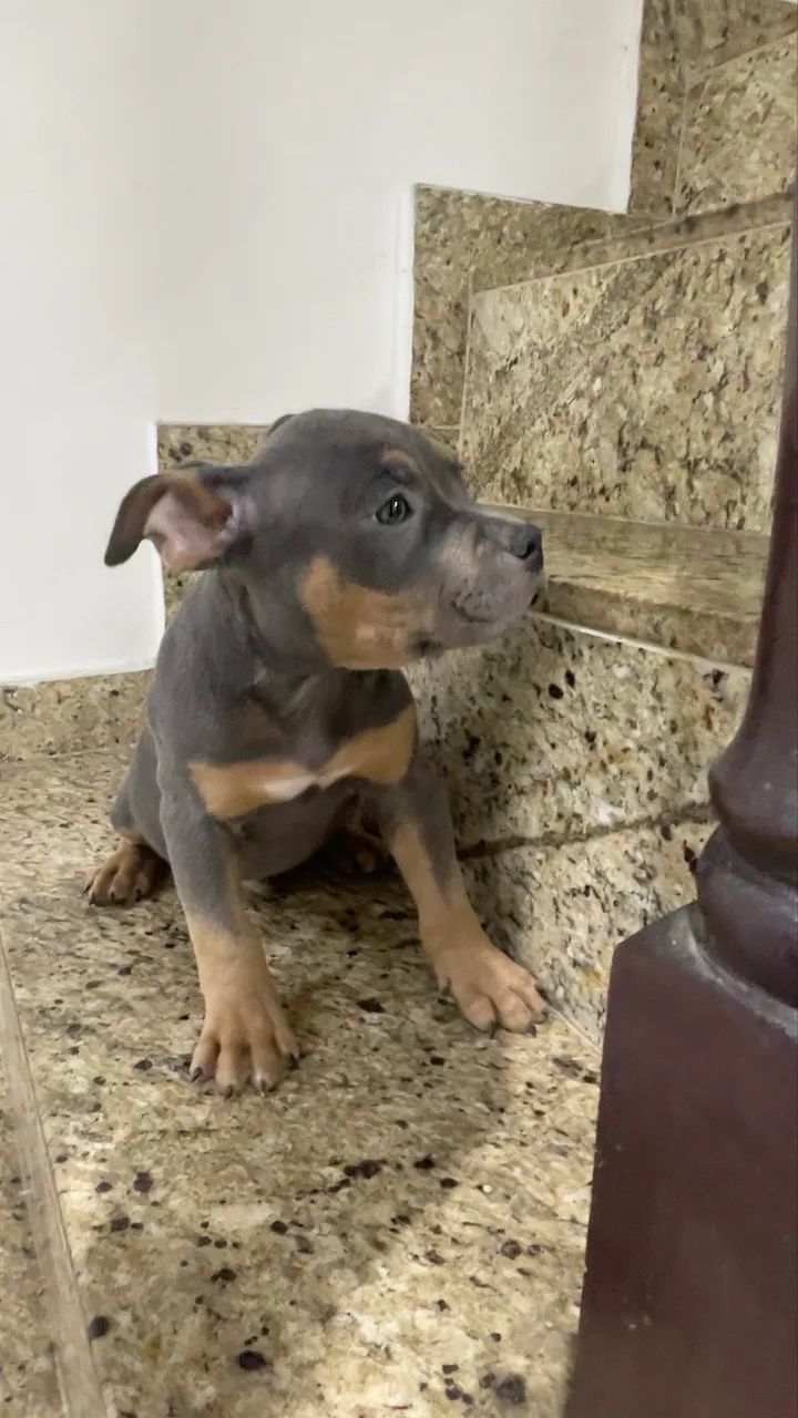 American Bully